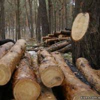Правоохоронці викрили вирубку лісів на міліони гривень на Закарпатті