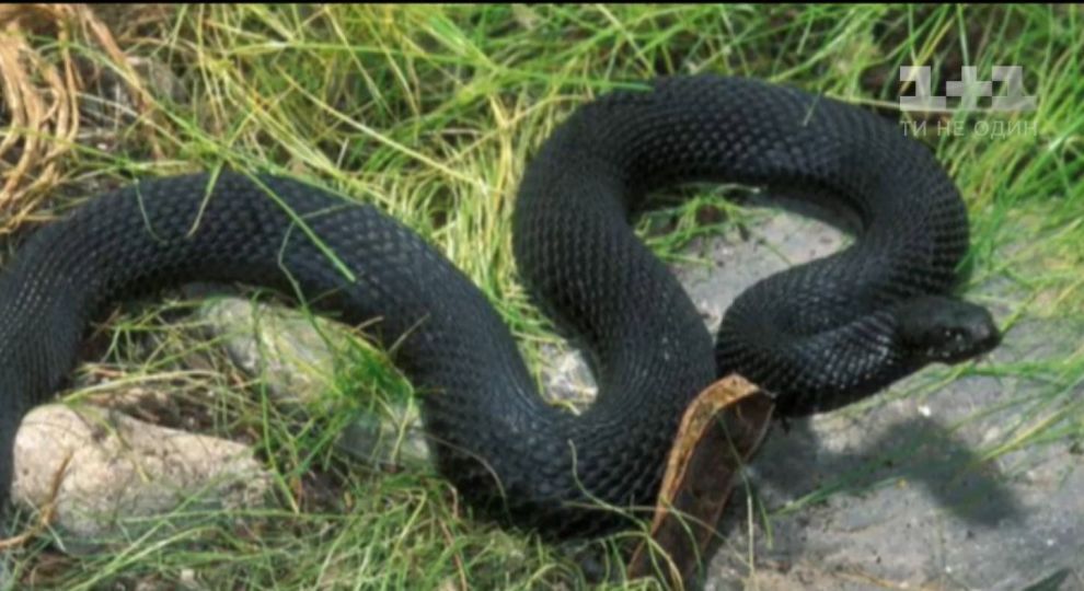 c1686ef535f70f86d2b2ae9fab735c48