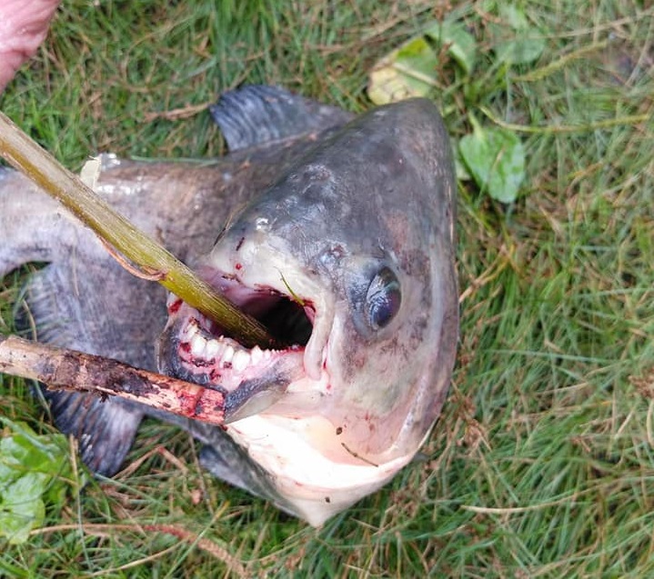 117036642 2907791216016333 8740638075068386646 n