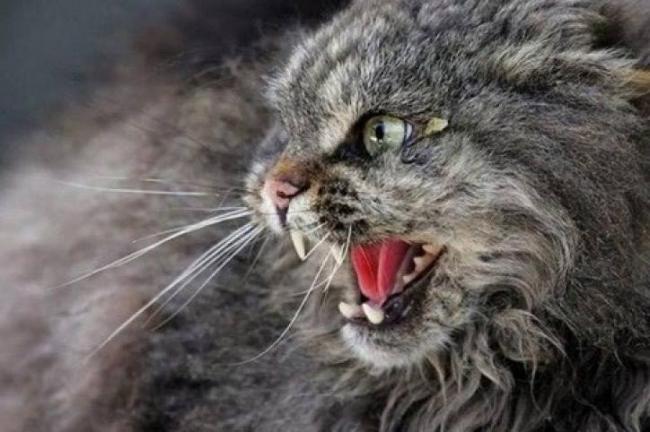 na rivnenshchini skazheniy kit pokusav ditinu20181121 1288