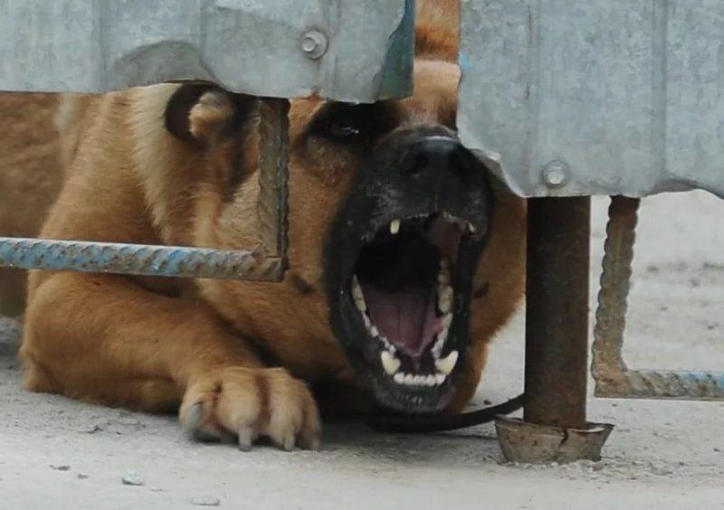 U Hmelnickomu rayonni skazhena sobaka pokusala troh lyidey 1 2018 04 16 12 51 02