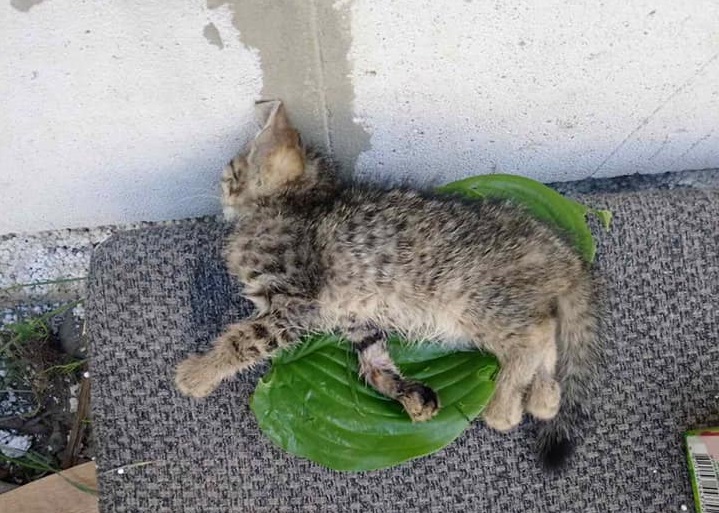 196276260 1377899825942623 3391231616157520650 n