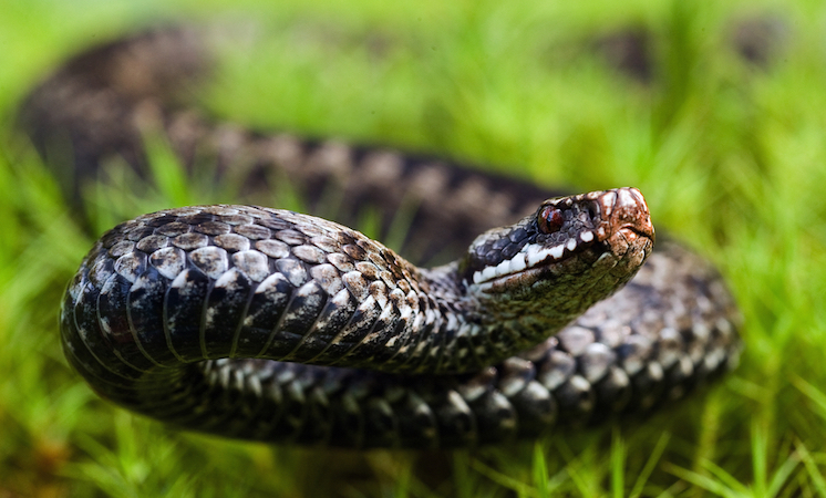 db132d3 gadiuka golov