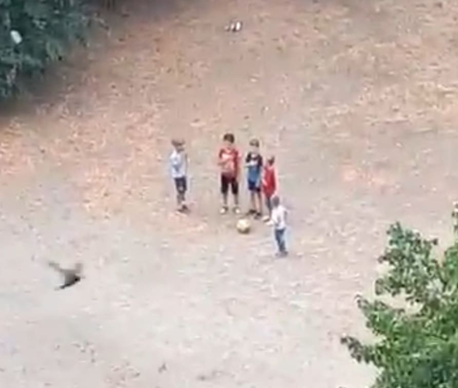 208962704 4724075070954237 8972768957121280466 n