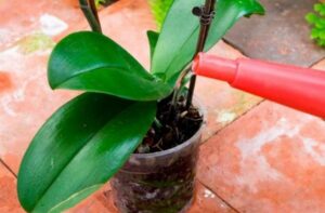 підживлення