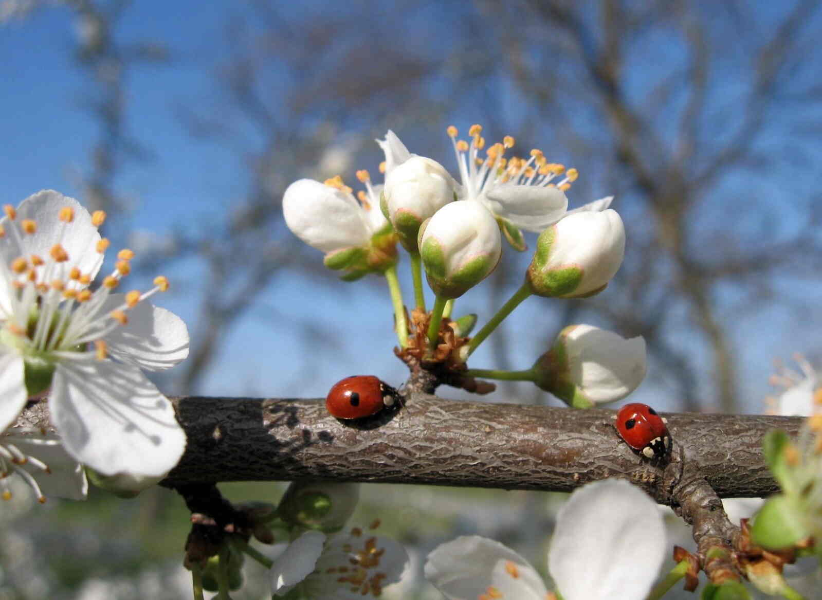 свято 22 квітня
