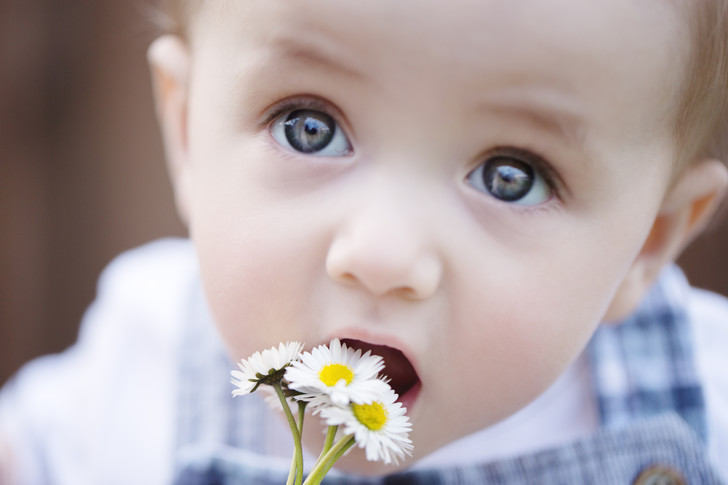 відвар ромашки