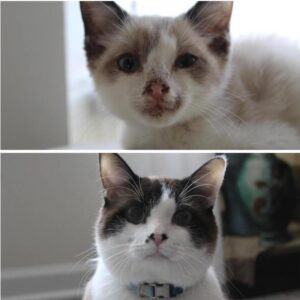 728x727 1 62404c622eace860b62a41a7c0e5298c 1058x1056 0xac120004 5145008421681994134