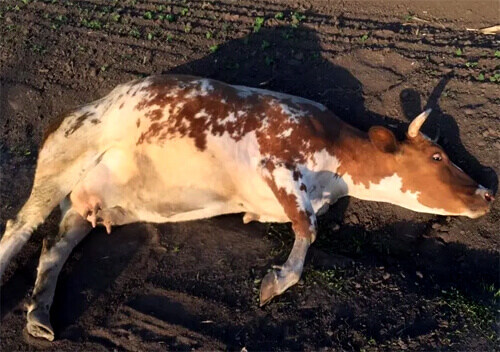 вагітної корівки