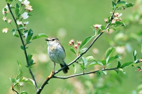 свято 4 травня