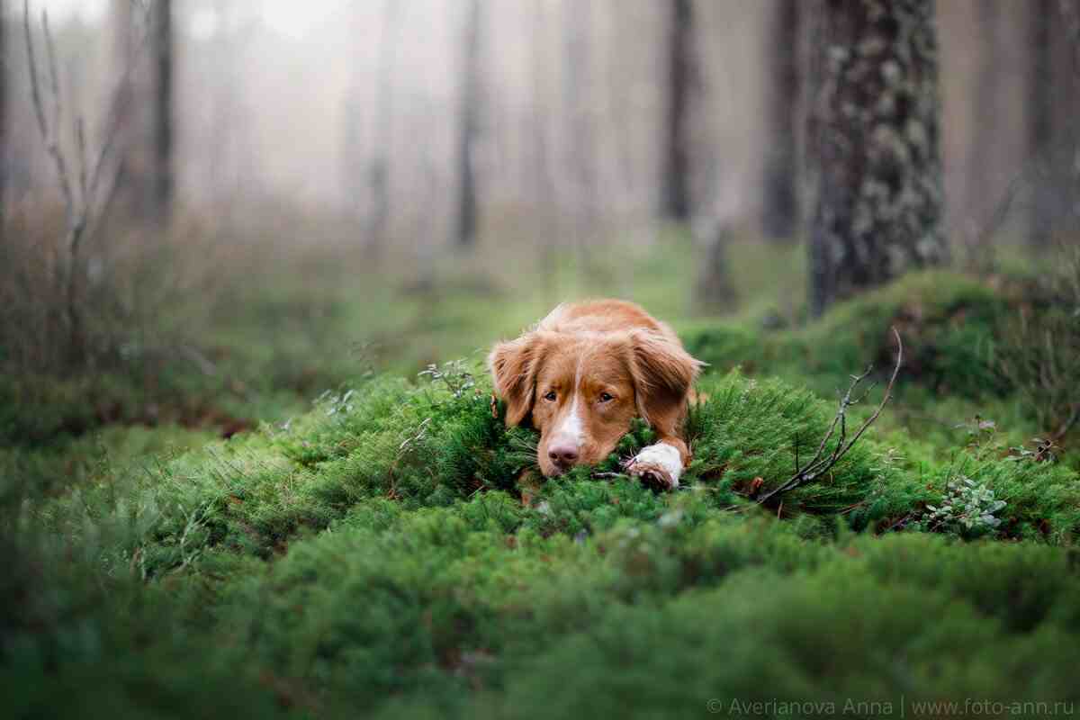 згвалтував собаку