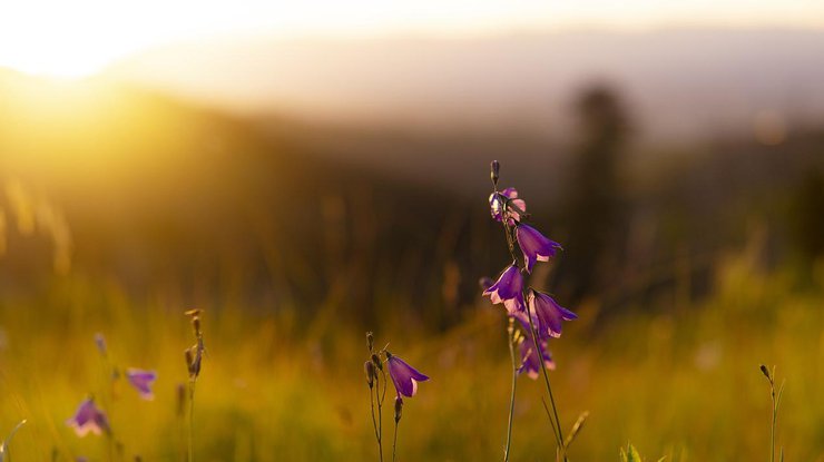 Сонцестояння