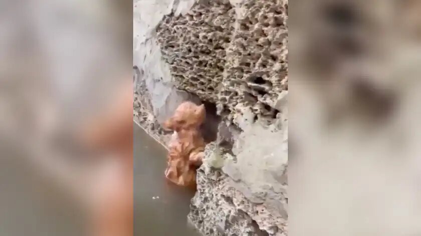 кошенятко Херсон