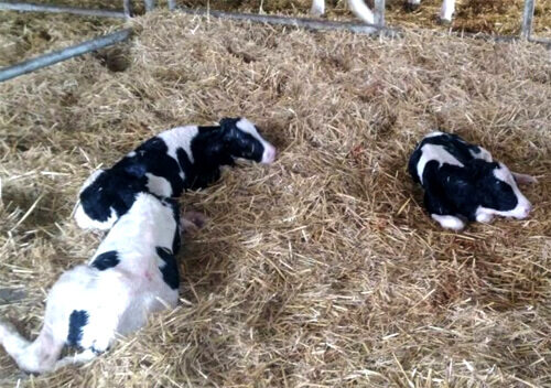 Тернопільській області