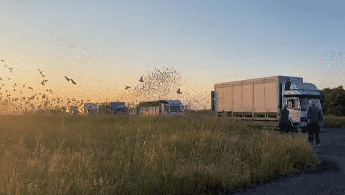 перегони голубів