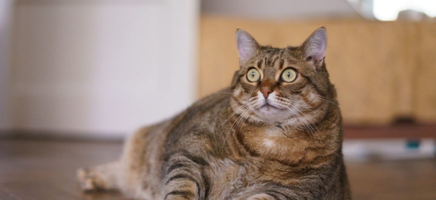 ожиріння у котів