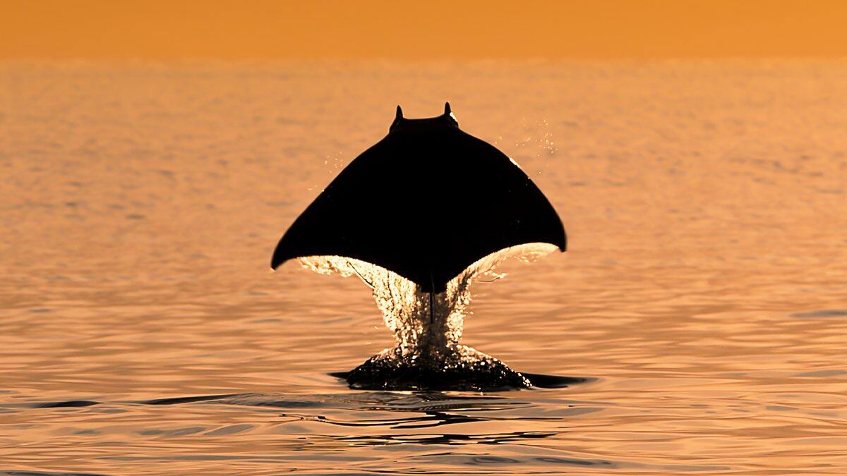 серіал "Планета Земля 3"