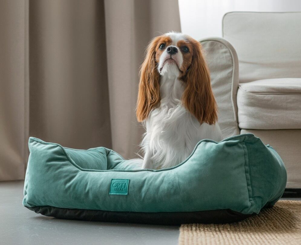 Сухий корм для собак