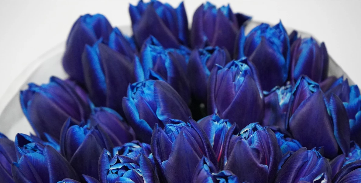 Чому тюльпани так популярні в Україні зимою