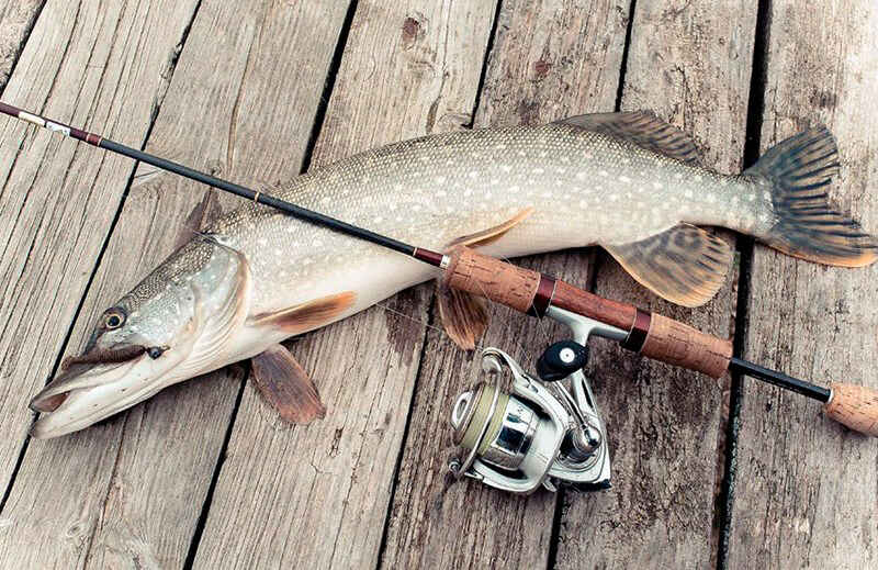 ловить щуку