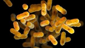 Bordetella pertussis
