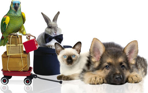 Найкращі зоотовари