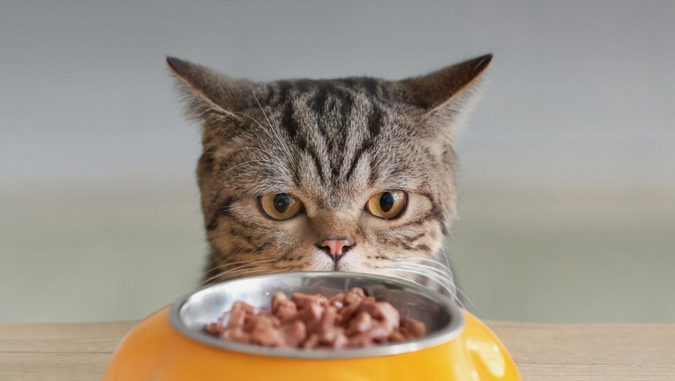 Преміумкорм для котів