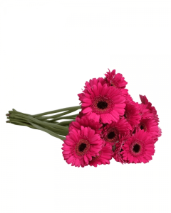 Квітка Гербера 