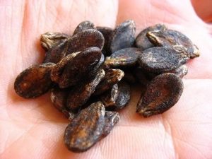 Як вирощувати кавуни - насіння