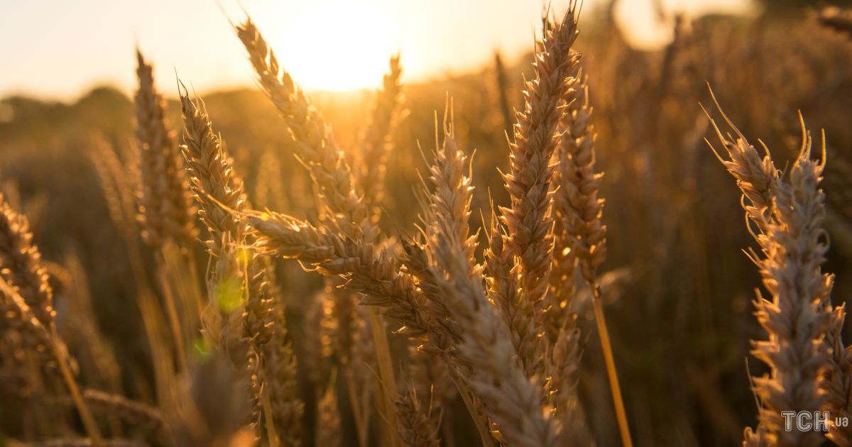 Гороскоп на 5 серпня 2025 року