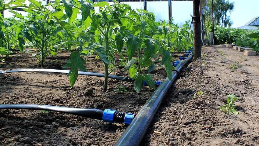 Як обрати крапельний полив