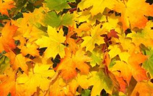 Гороскоп на 31 жовтня 2025 року