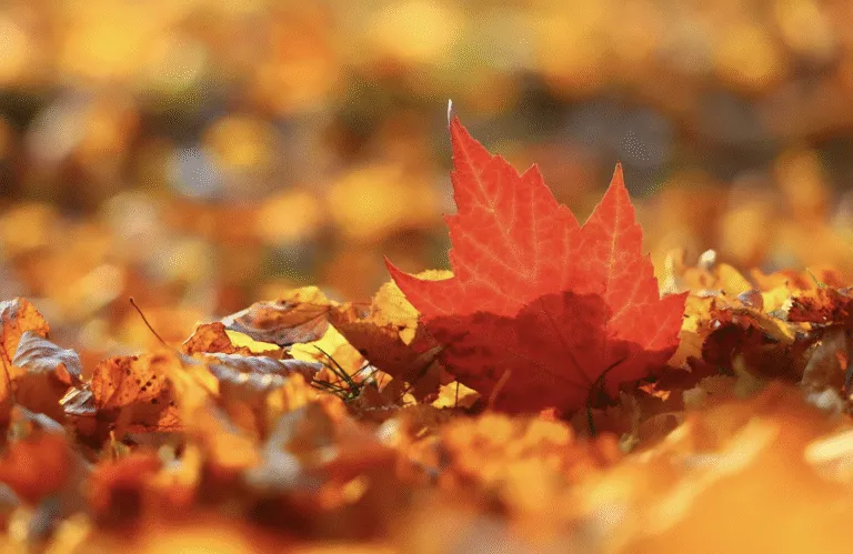 Гороскоп на 30 жовтня 2025 року