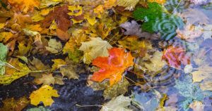 cd5d9fa45255a1128d07f97ad110221a