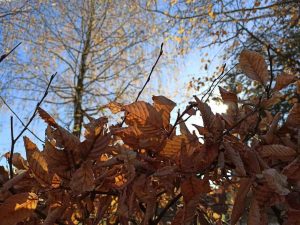 Гороскоп на 1 листопада 2025 року 