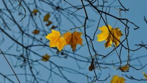 Гороскоп на 28 листопада 2025 року 