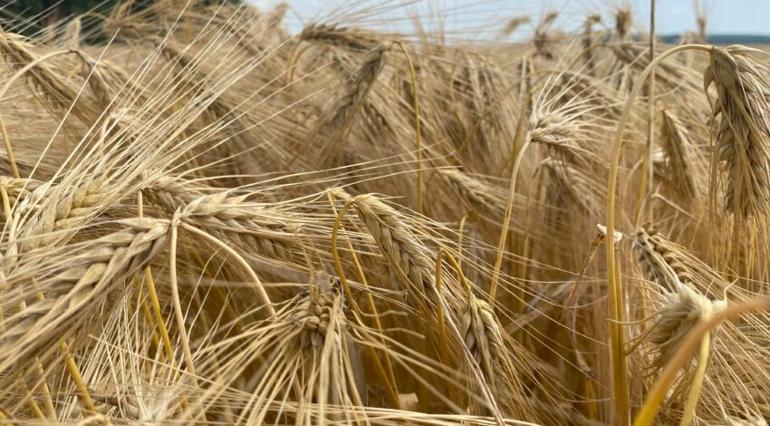 Озимий ячмінь