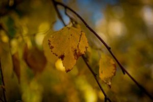 Гороскоп на 16 грудня 2025 року