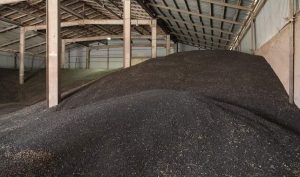 насіння соняшника