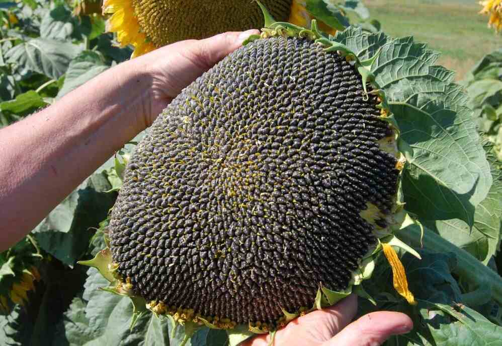 переробка насіння соняшника