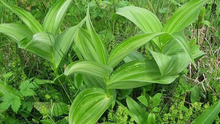 лікар чемериця